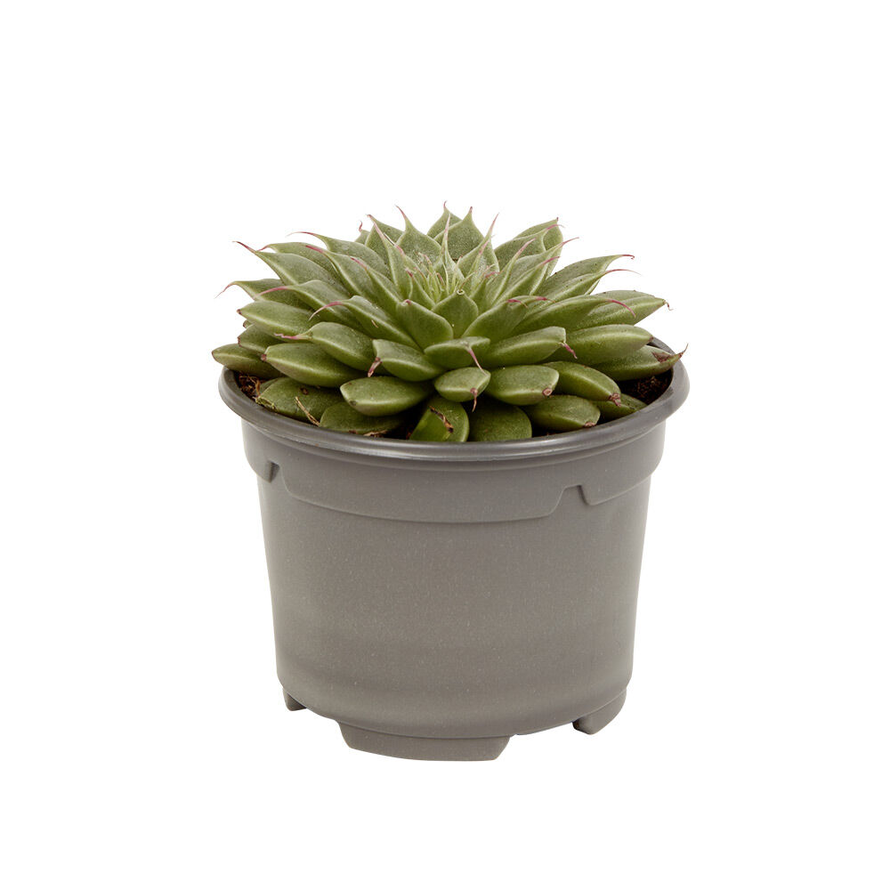 Plante naturelle succulente en pot Ø9xH20cm