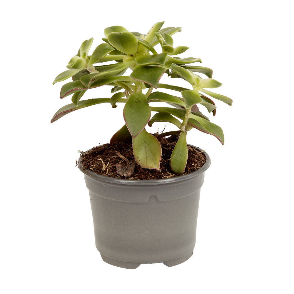 Plante naturelle succulente en pot Ø9xH20cm