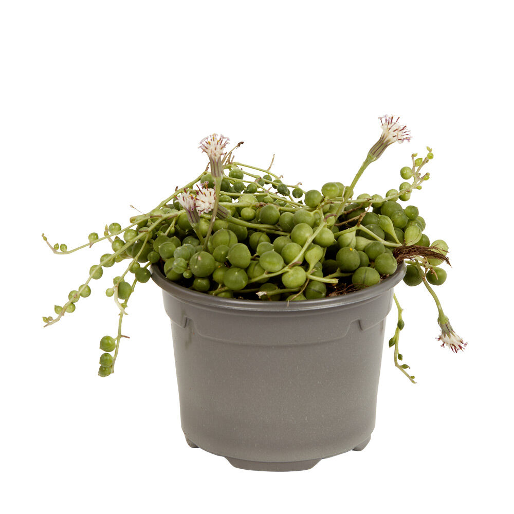 Plante naturelle succulente en pot Ø9xH20cm