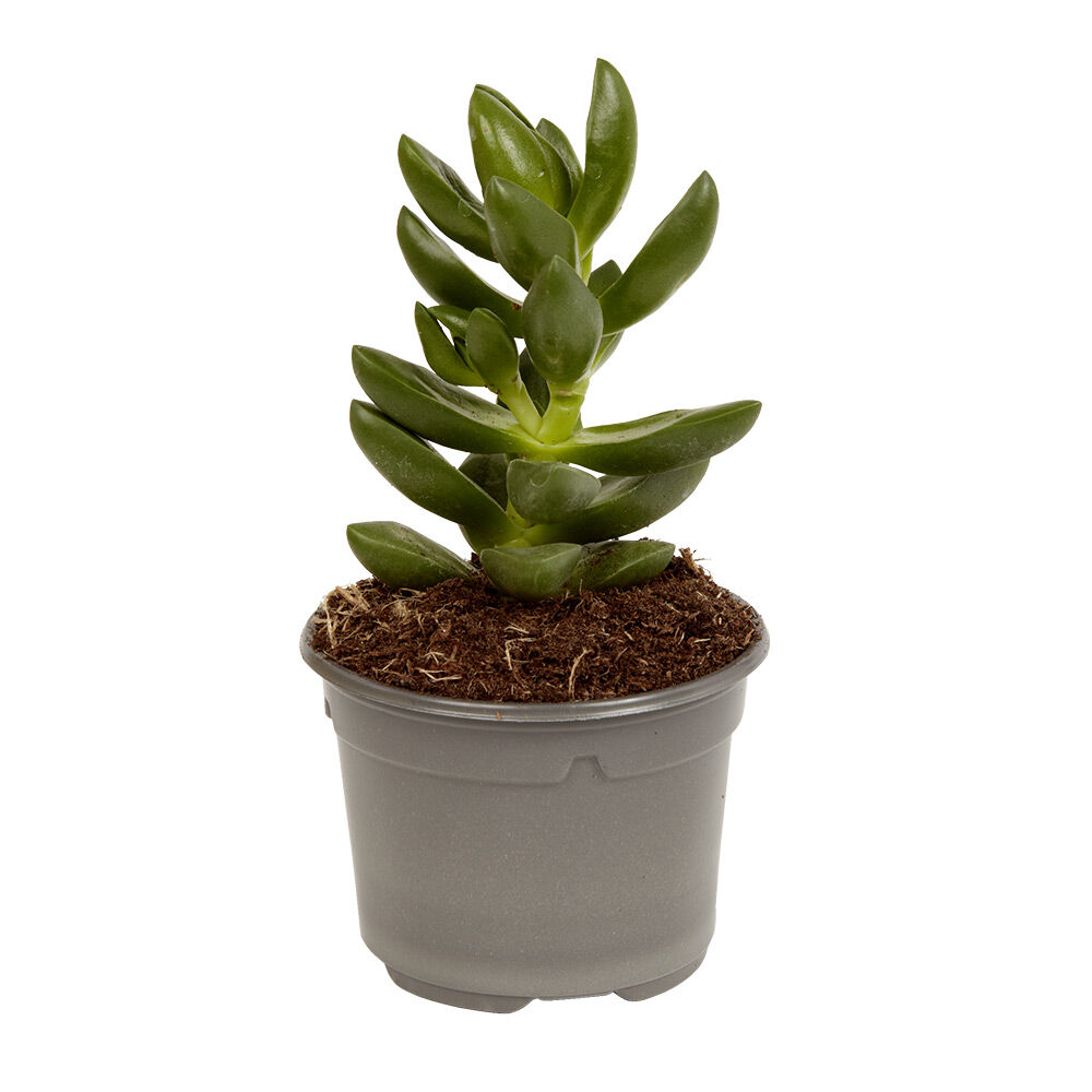 Plante naturelle succulente en pot Ø9xH20cm