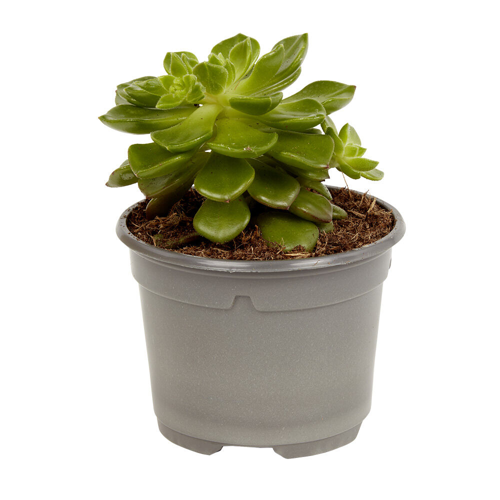 Plante naturelle succulente en pot Ø9xH20cm