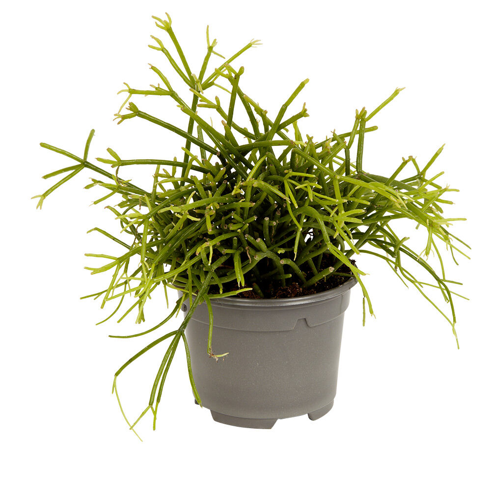 Plante naturelle succulente en pot Ø9xH20cm